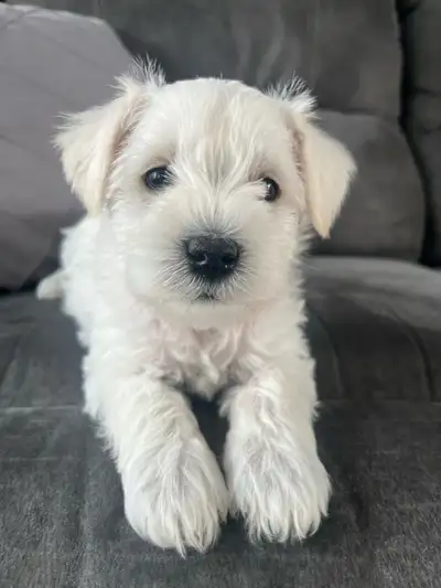 Schnauzer nain, View more