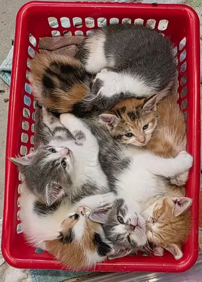 kittens need new homes, View more