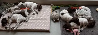 Braque français type Pyrénées (petite taille), View more