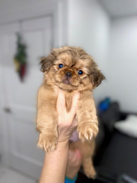 Pekingese Puppies Available for sale