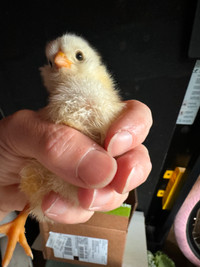 Well Started Chicks Available Today