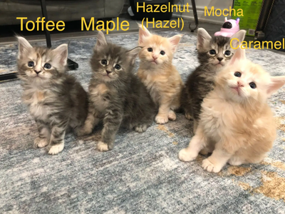✨ Meet Your Future Gentle Giant – Purebred Maine Coon Kittens ✨, View more