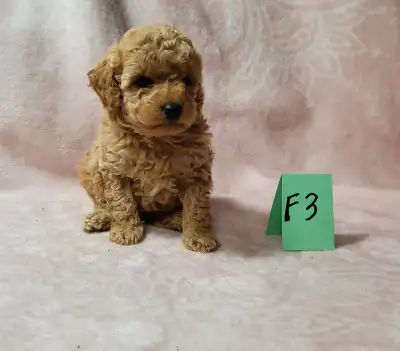 Mini Poodle Pups, View more