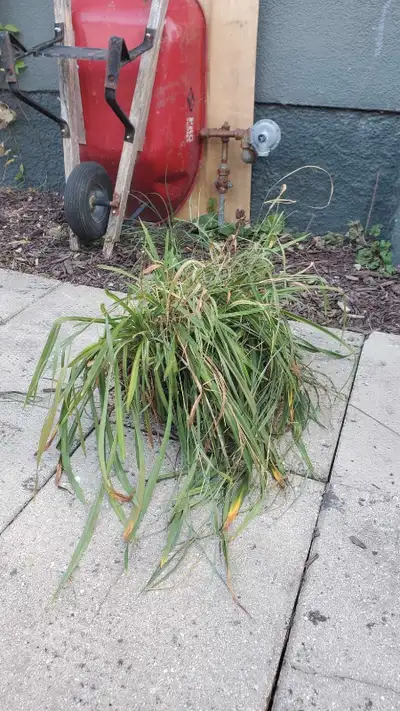 Will remove add when sold and on Arlington near wolseley. Blooms orange speckled flowers
