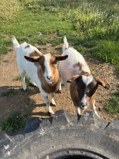 Fainting Goats, View more