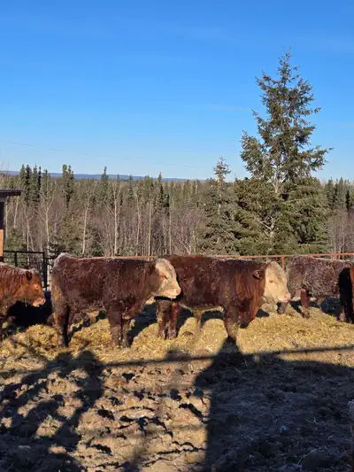 1 and 2 year old bulls , View more