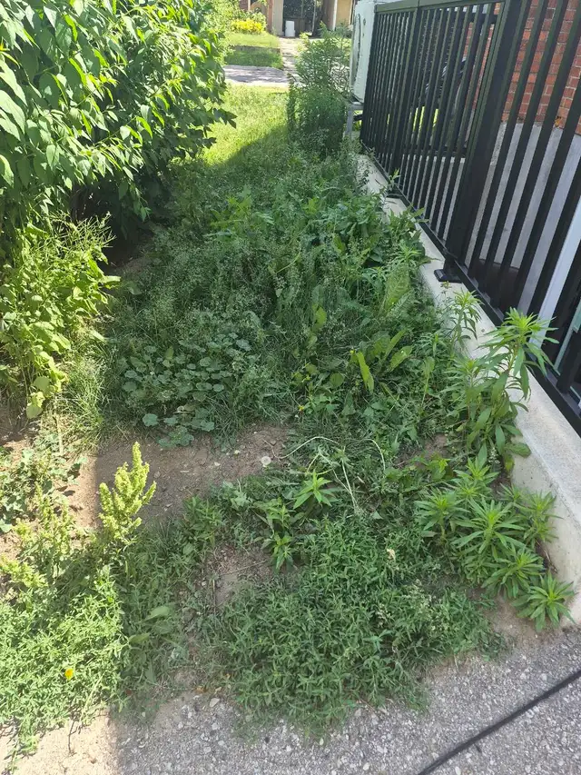 GRASS CUTTING WANTED482655198040576003
