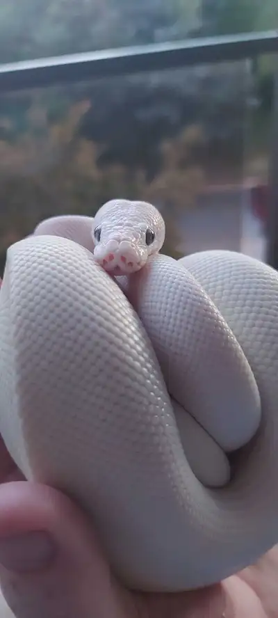 Definitely a beautiful snake... Sold with or without set up..