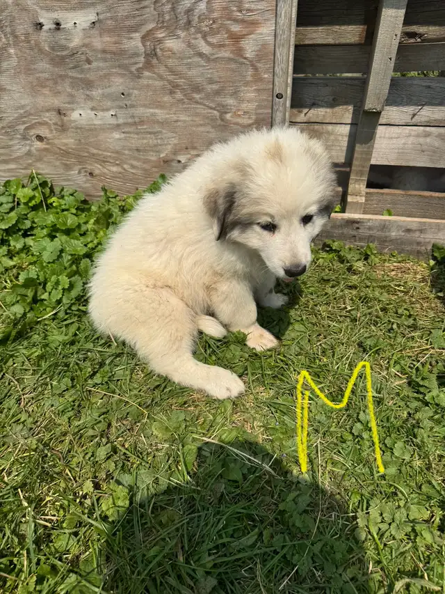 May 4 Great Pyrenees puppies in Dogs & Puppies for Rehoming in Ottawa - Image 8
