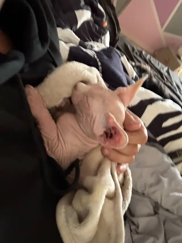 SPHYNX chat in Cats & Kittens for Rehoming in Laurentides - Image 5