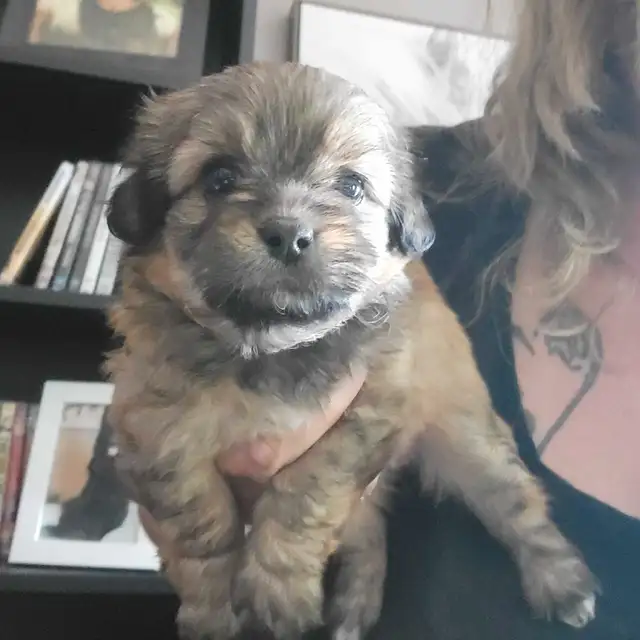 Top Quality Shih Tzu Puppies Available!--NEW PICTURES LAYLA PUPS in Dogs & Puppies for Rehoming in St. Catharines - Image 6