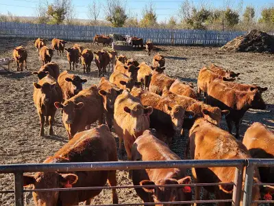 Would like the opportunity to rent pasture south of Medicine hat area, we do all fencing, must have...