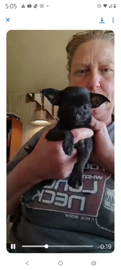 CHIHUAHUA PUPPIES!!!, View more