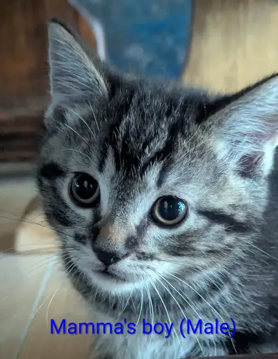 Kittens!, View more