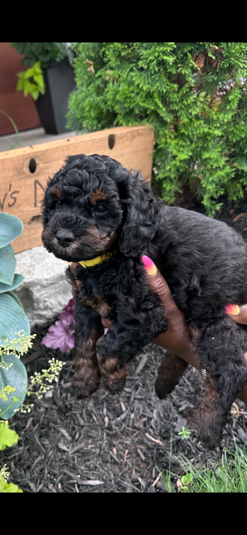 Beautiful ethically bred and raise micro/ mini goldendoodle puppies ready for their forever homes. P...