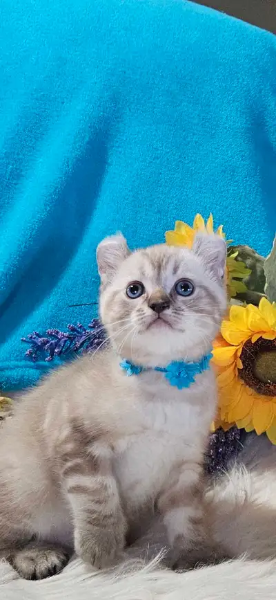 3 petit trésor bébés mâle highland lynx, View more