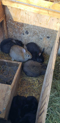7 week old Meat Rabbits