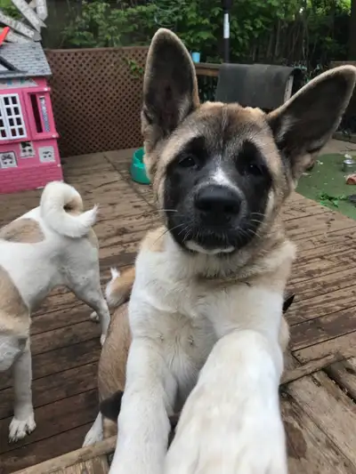 Akita  puppy’s looking for loving home, View more