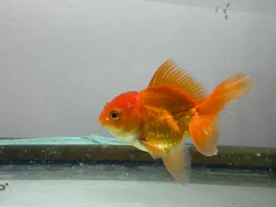 oranda goldfish ( large ), View more