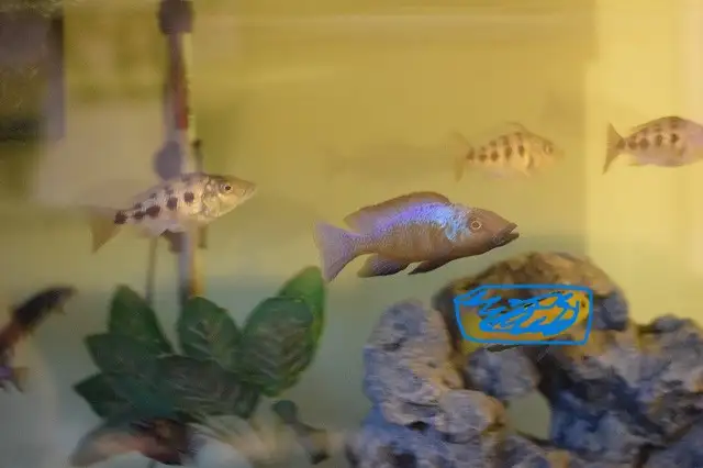 Fossochromis rostratus fry in Fish for Rehoming in Stratford - Image 4