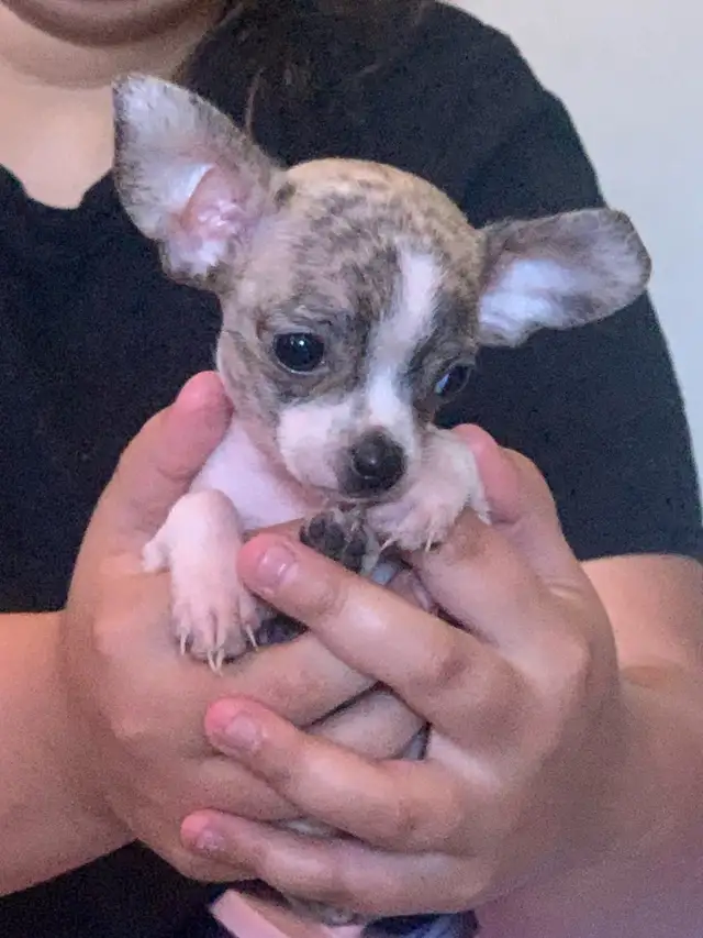 rare brindle pattern pure bred female chihuahua for sale in Dogs & Puppies for Rehoming in City of Toronto - Image 8
