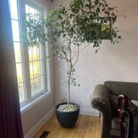 Over 7 feet tall Natural Ficus Tree