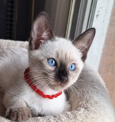 Siamese Kittens, View more