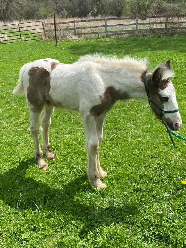 Gypsy Vanner Colt in Horses & Ponies for Rehoming in Oshawa / Durham Region - Image 5
