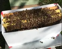 Bees, nucs in early June