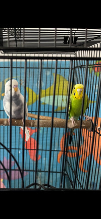 Parakeet Matured pair $40 firm for pickup 