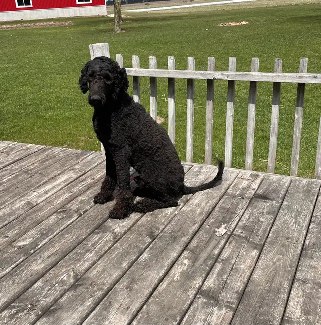 Bernedoodle in Dogs & Puppies for Rehoming in City of Toronto - Image 6