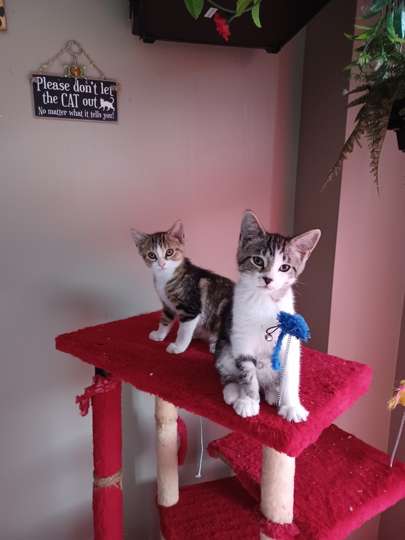 Adorable free kittens looking for a loving home Cats & Kittens for