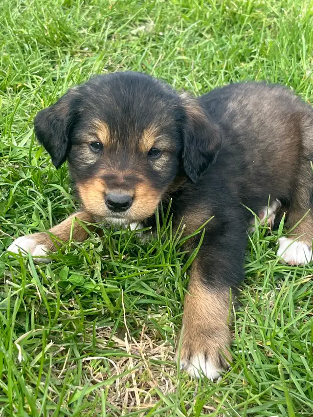 Bernedoodles in Dogs & Puppies for Rehoming in Prince George - Image 5