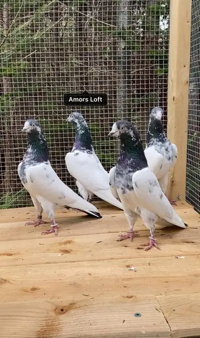 Pakistani Pigeons, View more