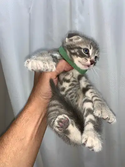RARE SNOW  LYNX  SCOTTISH FOLD KITTEN /  lynx neige pli écossais, View more
