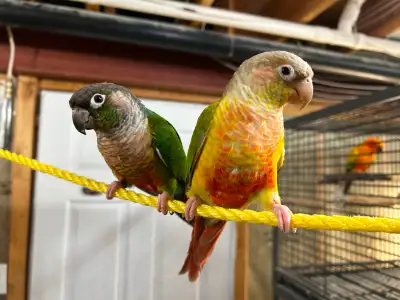 Beautiful pair of green cheek and pineapple  conure for sale, View more