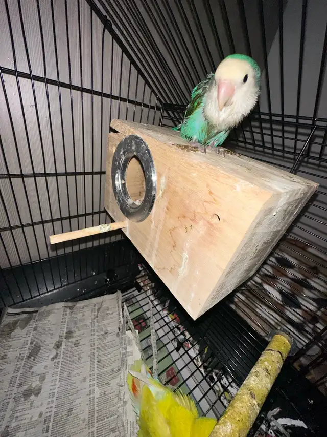 2  hand tamed Breeding lovebirds! Beautiful colours in Birds for Rehoming in Delta/Surrey/Langley - Image 8