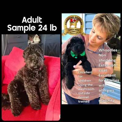 Miniature WHOODLES soft coated wheaten terrier -poodle, View more