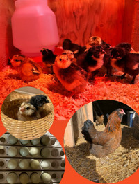 Easter Egger Chicks -Located in Irricana 