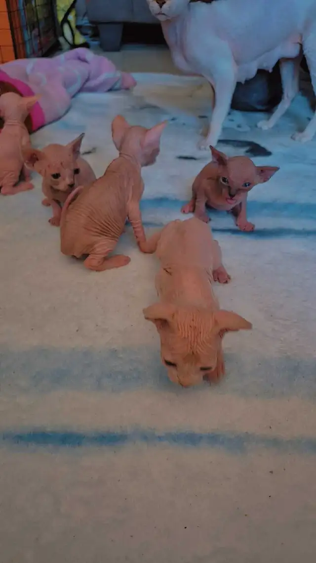 SPYHNX KITTENS LOOKING FOR LOVING HOMES