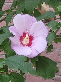 ~Hibiscus Rose of Sharon Perennial 