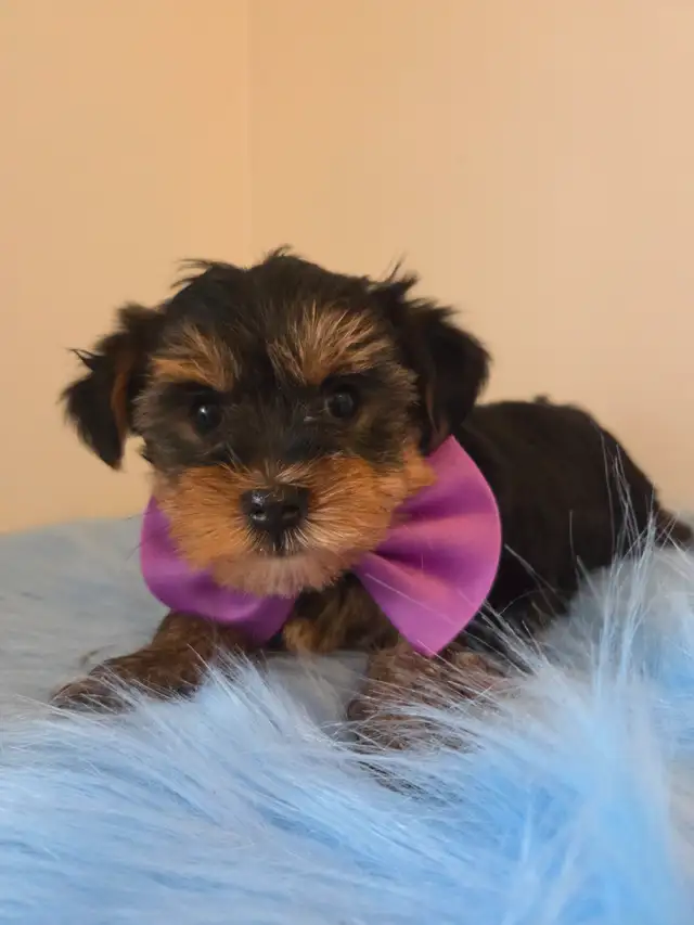 ♡♡Wow  magnifiques  morki ♡♡ in Dogs & Puppies for Rehoming in Laurentides - Image 3