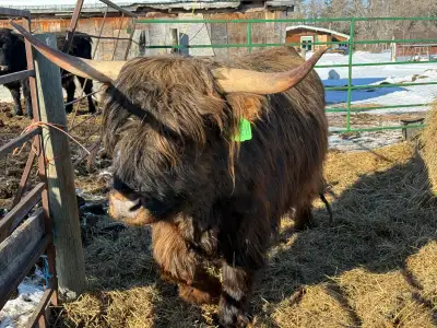 2023 Purebred Scottish Highland bull 2023 Highland/Dexter bred cow(black) due in May 2024 Highland/D...