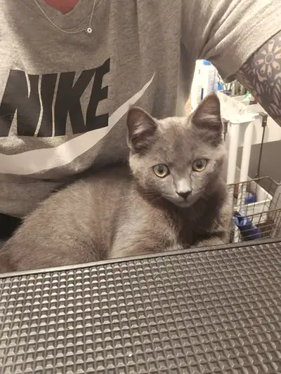 4 month old Grey male kittens, View more