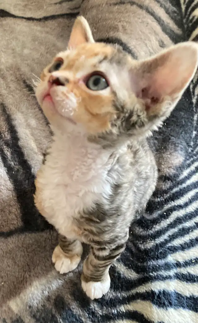 Devon Rex kittens in Cats & Kittens for Rehoming in Barrie - Image 9