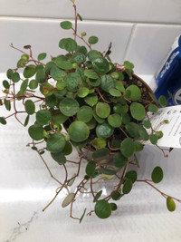 Healthy plant peperomia pepperspot