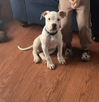 American bulldog puppy, View more