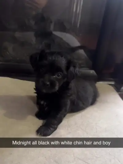 Adorable Puppies Looking for Loving Homes!, View more