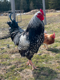 Beau coq Wyandotte silver laced