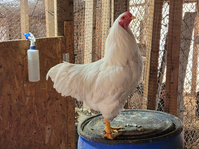 Heritage White Chantecler Roosters for sale in Livestock in Oshawa / Durham Region - Image 3